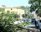 Rrëzohet pema, plagoset një person