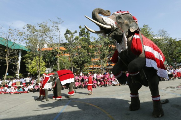 Edhe elefantët si Santa Klaus