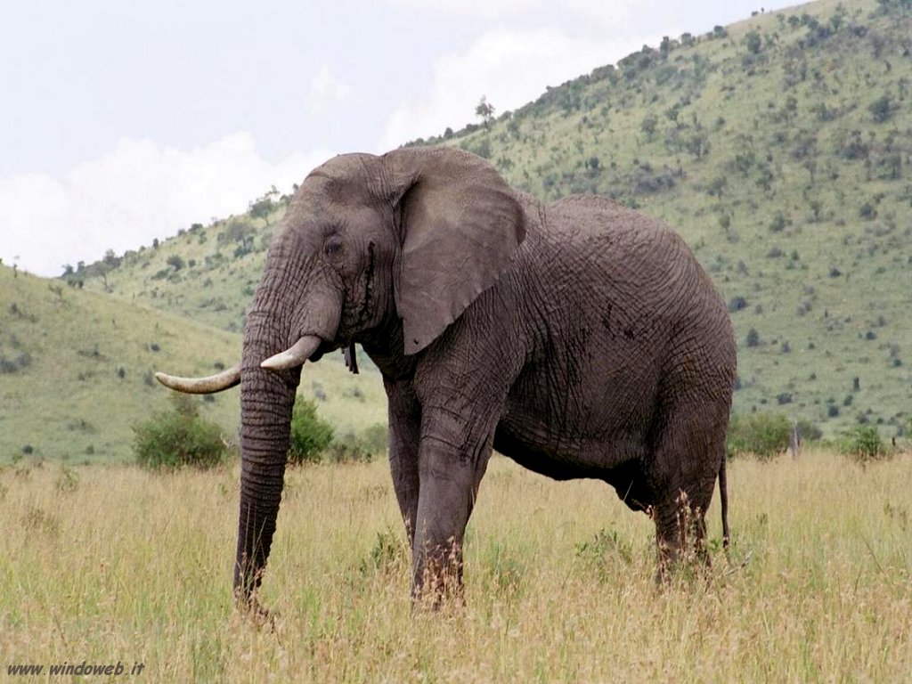 Ushtria në kërkim të elefantit vrasës