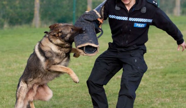 Qeni që ka “arrestuar” 142 kriminelë në 2012-ën
