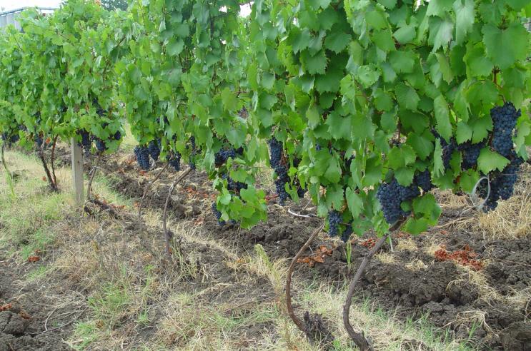 Ruli: Në vend prodhojmë 20 mijë hektolitra verë