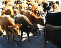 Tiranë, arrestohen 4 persona, për vjedhjen e 30 lopëve