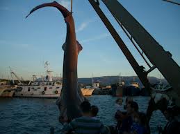 Kapet peshkaqeni 4m në ujërat shqiptare