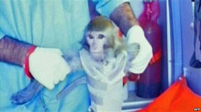 SHBA kritikon Iranin për provën me majmun