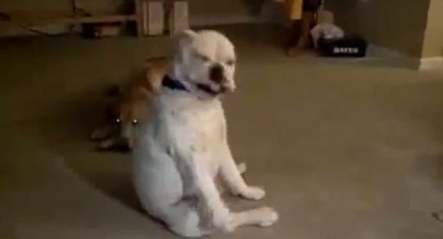 Qeni që kërcen nën ritmet e kitarës