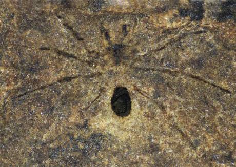 Zbulohet merimanga 250 mln vjeçare