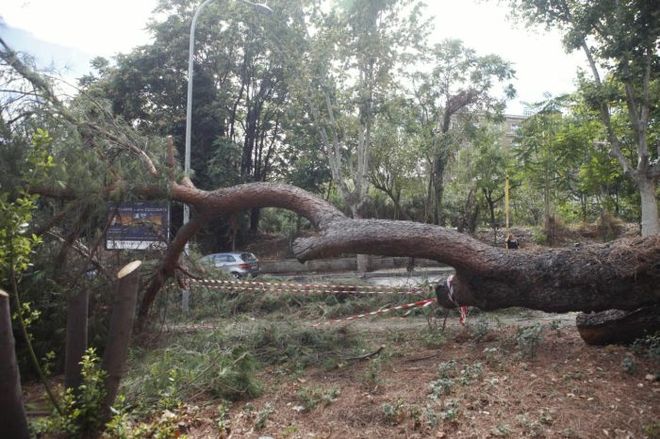 Era e fortë rrëzon plepin, dëmtohen dy makina