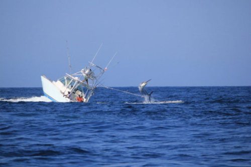 Peshku shpatë përmbys varkën, peshkatarët për pak &#8220;ushqim për peshqit&#8221; (FOTO)