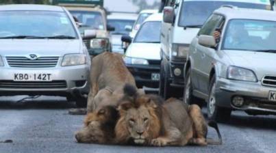 Kenia, dy luanë bllokojnë trafikun