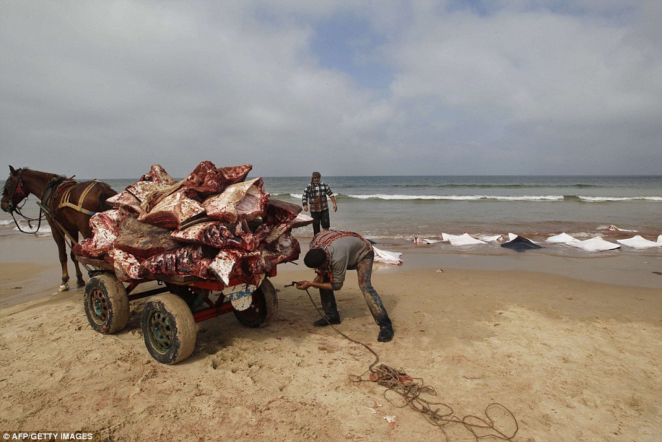 Qindra krijesa deti të gjakosura pushtojnë bregun e plazhit në Gaza