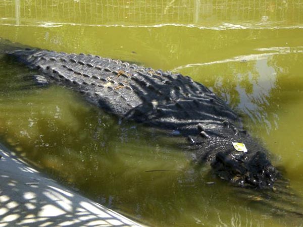 Ngordh krokodili më i gjatë në botë