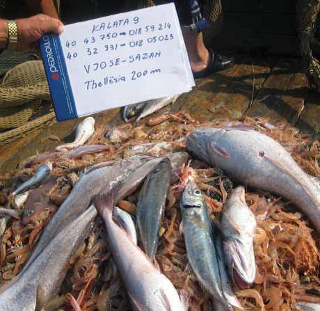 Alarmi, drejt mbarimit rezervat e peshqve fundorë