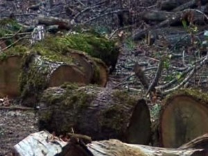 Masakrojnë” Divjakën, 8 persona nën hetim