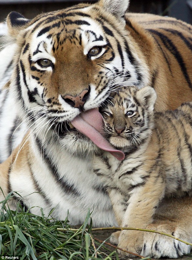 Shkencëtarët: Rivendosje e popullsisë së tigrave të Amurit