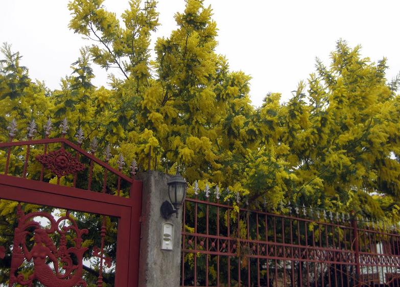 A i dini të gjitha ditët botërore të muajit të parë të pranverës?