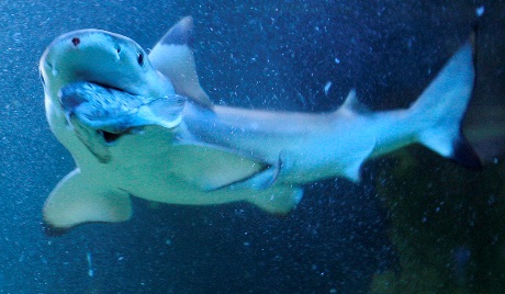Shkencëtarët, apel për reduktimin e gjuetisë së peshkaqenëve
