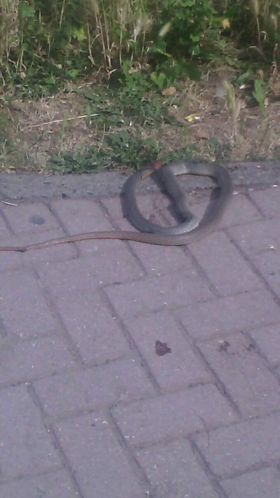 E rrallë/ Gjarpër në mes të Tiranës