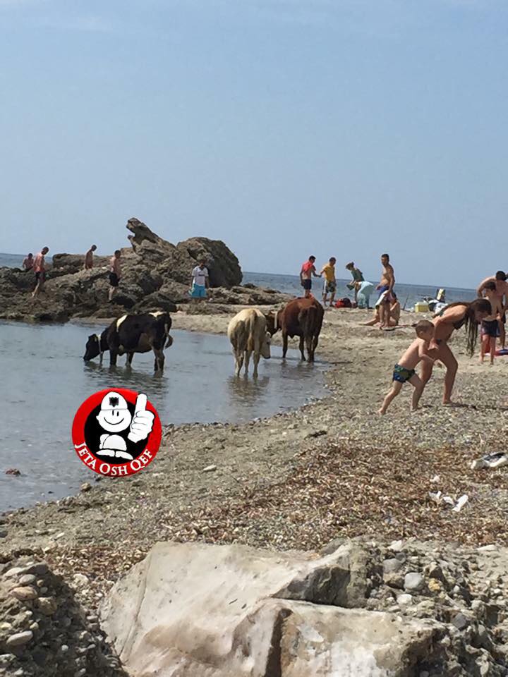 Fotolajm/ Kujdes, në Durrës lopët lahen bashkë me njerëzit