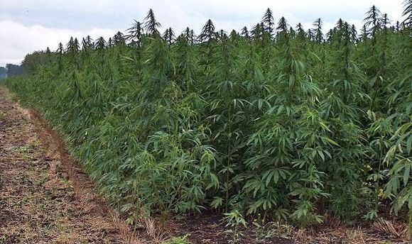 Lazarat, 6 muaj plan për të kthyer “Republikën e hashashit”