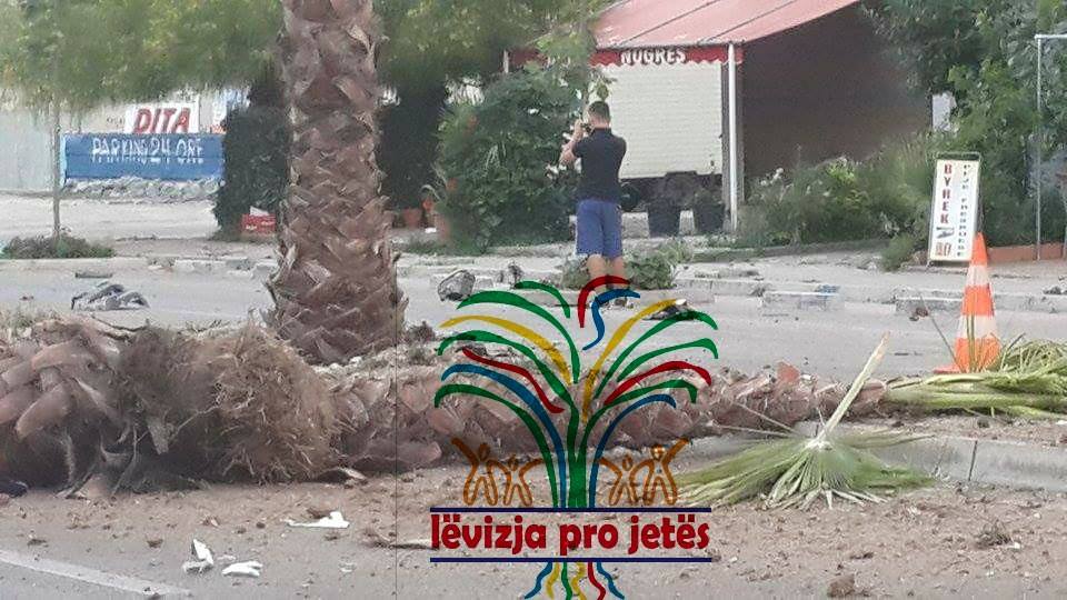Fotolajm/ Aksidentet në Durrës shkulin palmat nga vendi