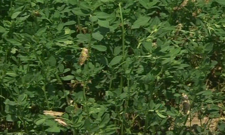 Durrës/ Qindra hektarë me të mbjella po gllabërohen nga karkaleci