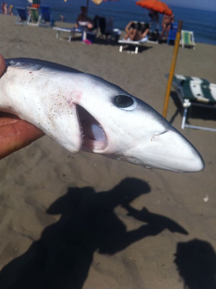 Del peshkaqeni në Spille (Foto)