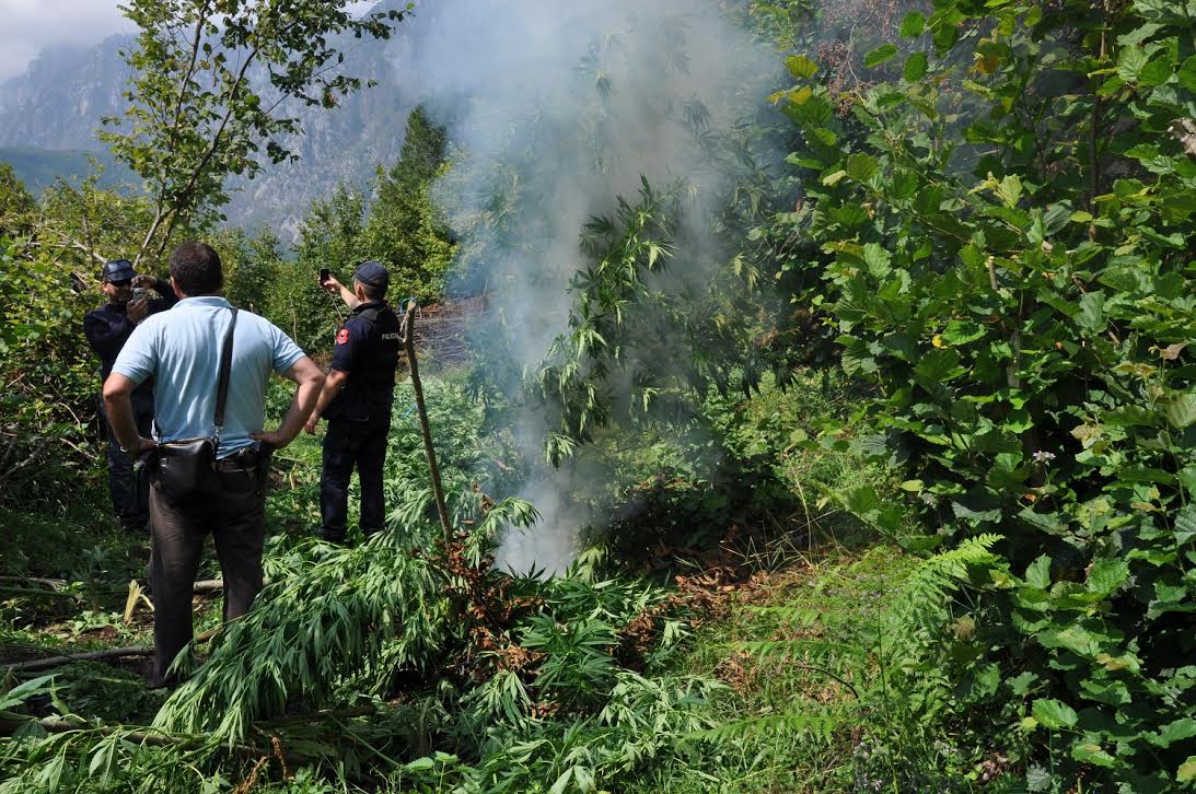 Krujë, në pranga Shaqir Kroj, iu kapën 3 541 rrënjë kanabis