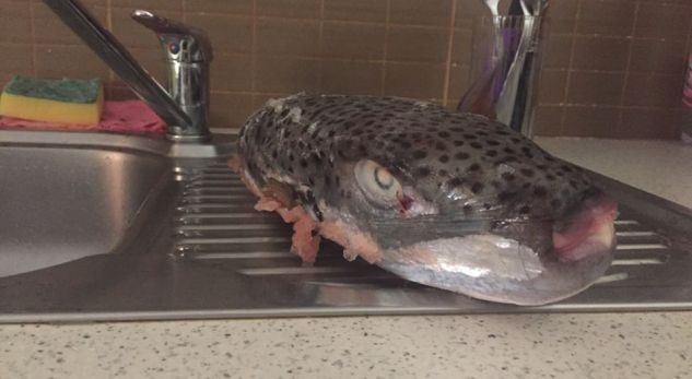 Peshku që të paralizon po shërbehet në bregdetin shqiptar (Foto)