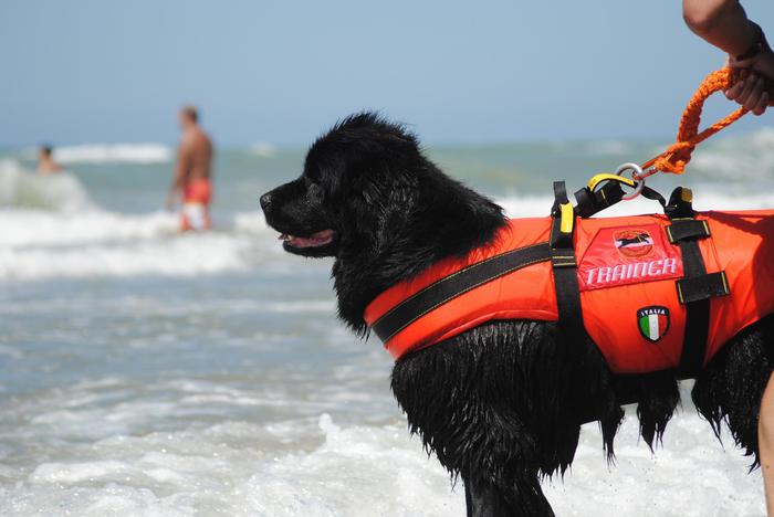 Venecia, qentë shpëtojnë nga mbytja dy shqiptare