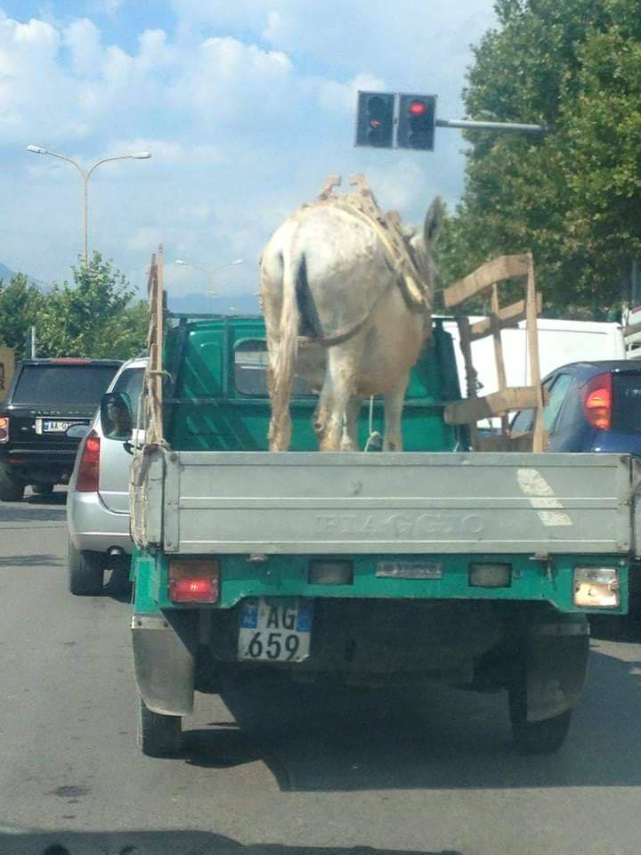 Transport alla-shqiptarshe (Foto)