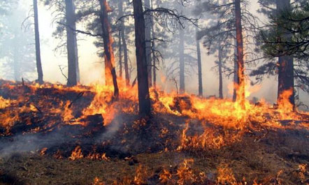 Durrës, zjarr në shkurret e pyllit të Draçit
