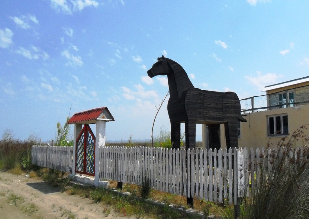 Kalë Troje në bregdetin e Durrësit (Foto)