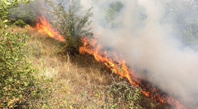 Shuante zjarrin në ullishte, digjet pronari