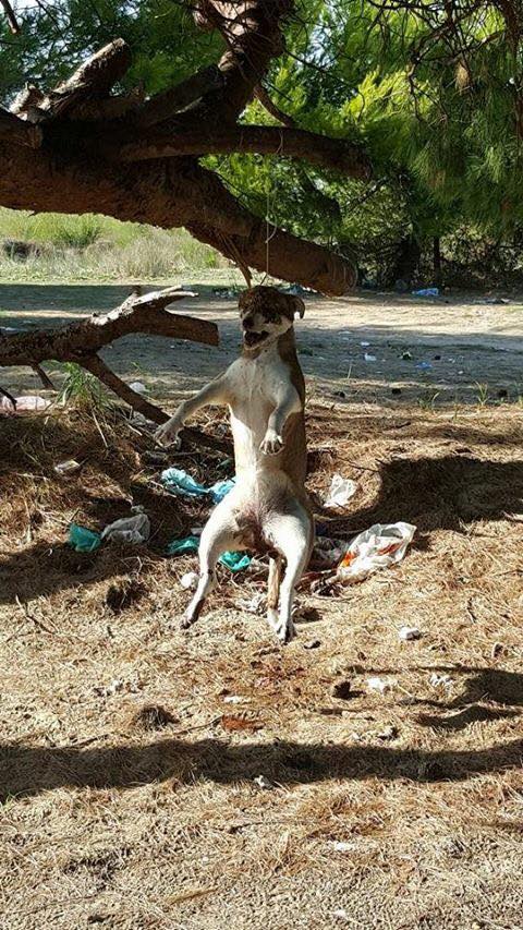 Llahtari në plazh/ Qeni varet në mes të pushuesve