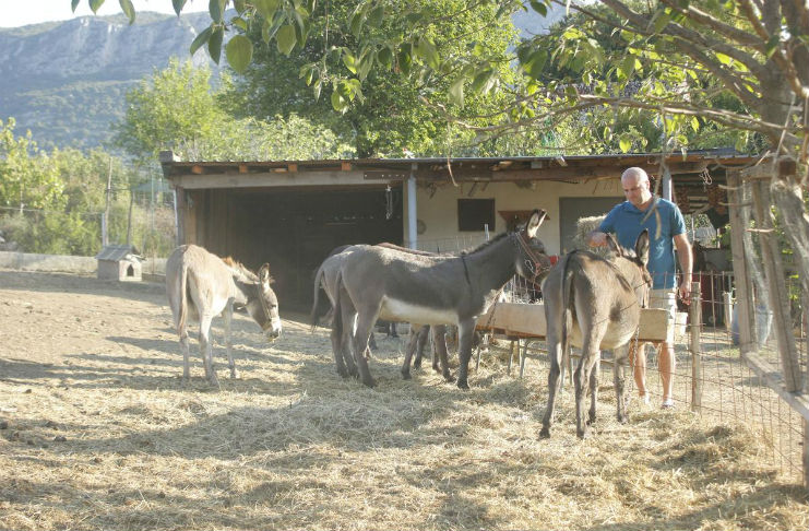 Keni dëgjuar këtë? Gomerët në zhdukje në Mal të Zi. Një litër qumësht 50 euro (foto)