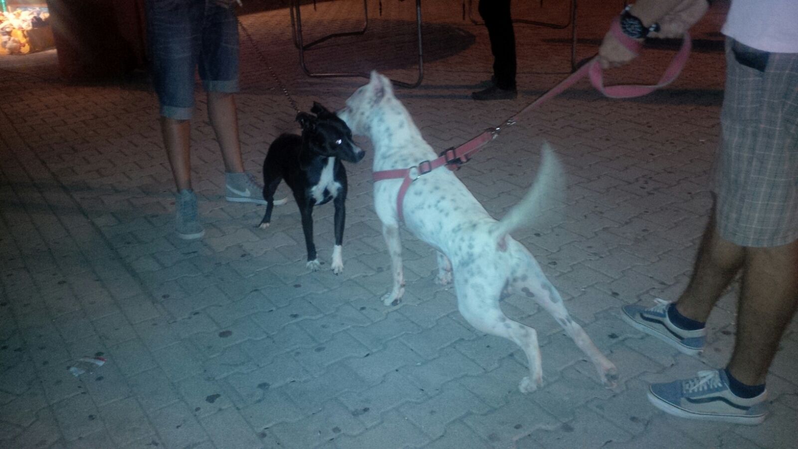 Qentë në shëtitoren “Taulantia”, asnjë masë për mungesën e maskave mbrojtëse