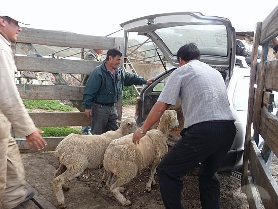 Dele, lopë e dhi pa kupon tatimor, hetohen 6 persona