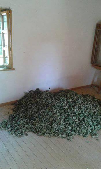 Vëllezërit Frashëri nisin të pijnë hashash…