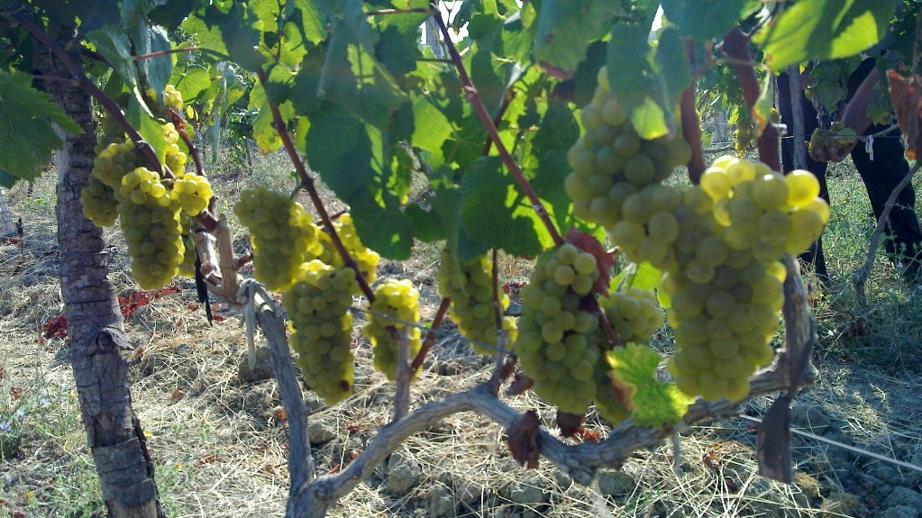 Vapa e gushtit “ndihmoi” verën dhe rakinë