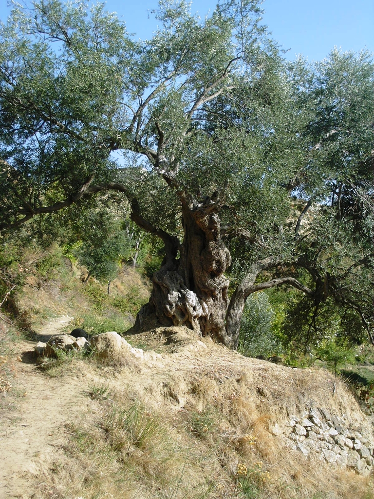 Ullinj mijëvjeçarë nga Petrela deri në Krujë? (foto)