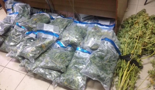 Arrestohen babë e bir bashkë me kushëririn, u kapën me 13 kg kanabis