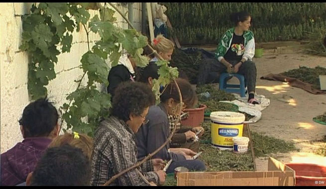 Historia e 16-vjeçares që punonte me hashashin në Lazarat: Na drogonte era