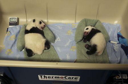Pandat binjake gjigande dalin nga inkubatori (Video)