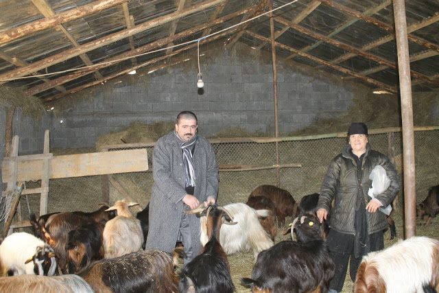 Deputeti nuk ka turp të tregojë foto në stallën e dhive