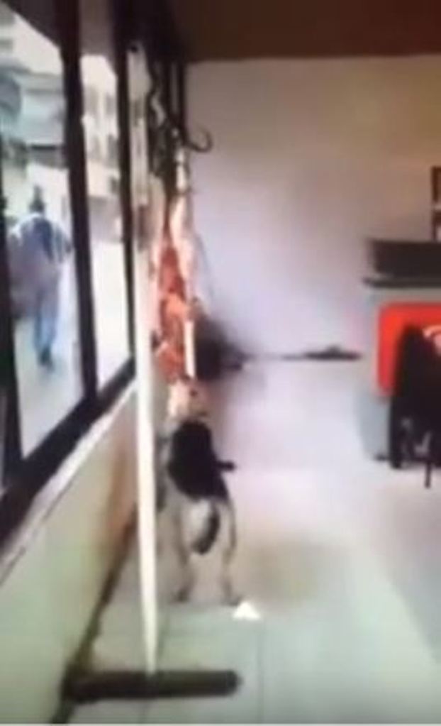 VIDEO/ Skandaloze kjo që ndodh në Durrës, qeni kafshon mishin në dyqan