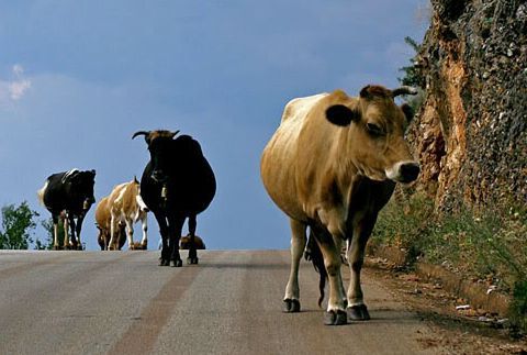 Një vit në kërkim, se vodhën 3 lopë