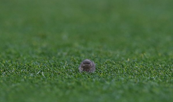 Në “Old Trafford” del një mi në fushë gjatë ndeshjes (Video)