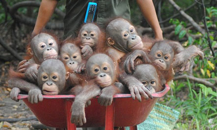 Indonezi, orangutangët shkojnë në shkollë me karrocë