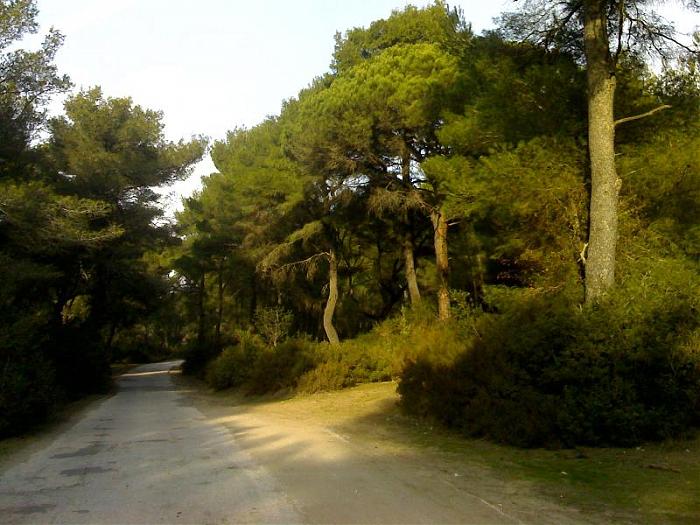 Motivi super banal, ja përse babë e bir rrëmbyen të riun në pyll