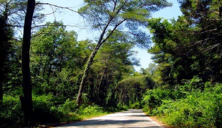 Babë e bir rrëmbejnë të riun, e lidhin në pyllin e Divjakës dhe e rrahin